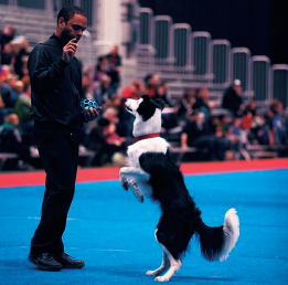 Dante com a equipe SuperDogs